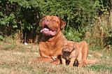 DOGUE DE BORDEAUX 436